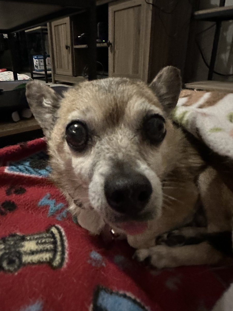 Kuramitos's tweet photo. blep! only the most flattering angles of my face. #chihuahua #dogsoftwitter https://t.co/pqW0knh1eQ