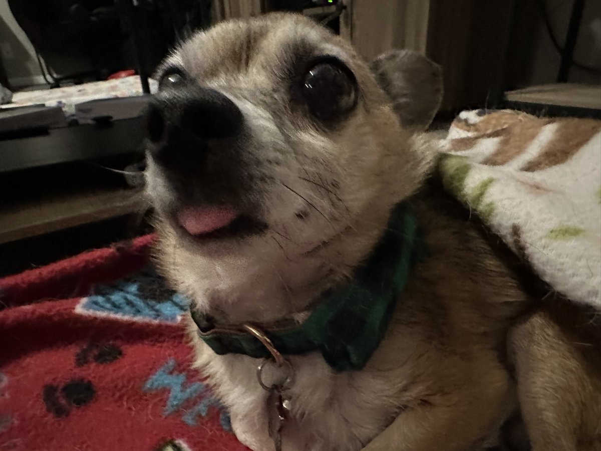 Kuramitos's tweet photo. blep! only the most flattering angles of my face. #chihuahua #dogsoftwitter https://t.co/pqW0knh1eQ