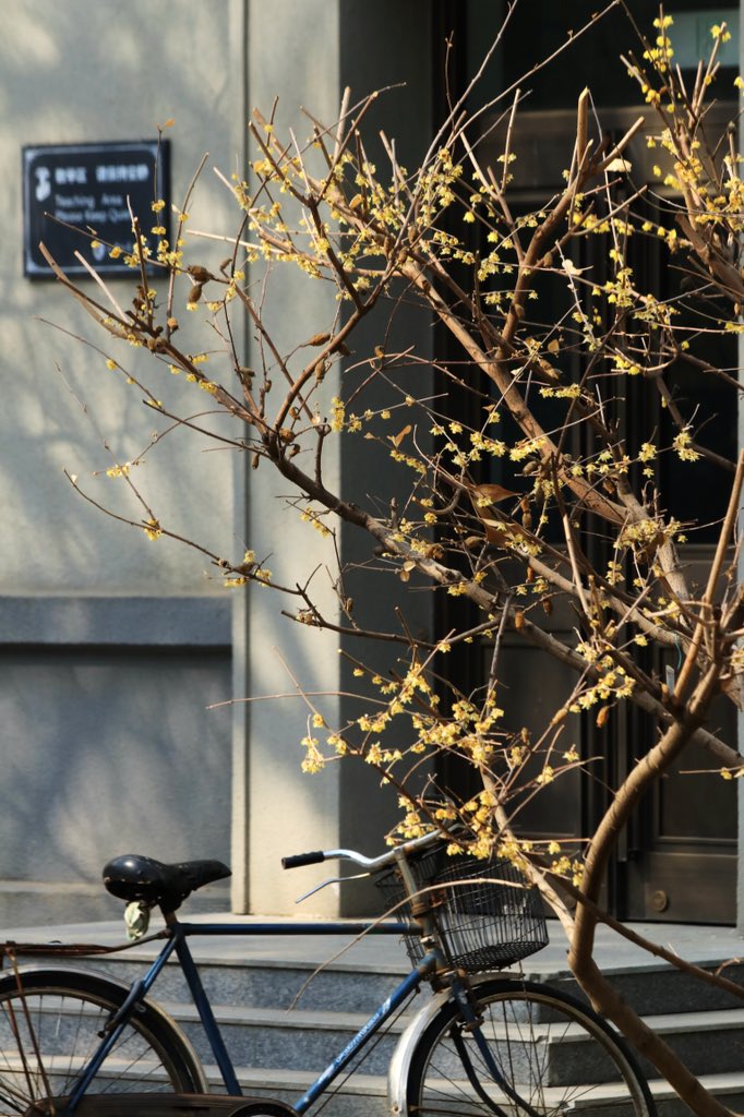 bfsu_official's tweet photo. Wintersweets start blooming at campus. Get ready to embrace the spring 🌼
#spring #bfsucampus https://t.co/4OFjr2c4YS