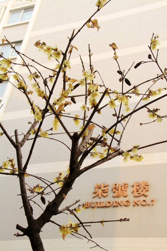 bfsu_official's tweet photo. Wintersweets start blooming at campus. Get ready to embrace the spring 🌼
#spring #bfsucampus https://t.co/4OFjr2c4YS