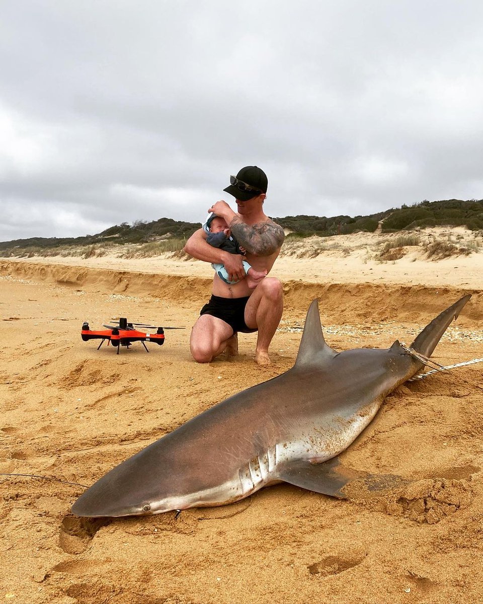 Drone Fishing Master
Jae Derbyshire with his little son caught the shark at 90 Mille beach, Aus. It was a bronze whaler, 8 foot long, and baits were dropped out 500 meters with FD1. 🦈 #sharks #dronefishing #beachday