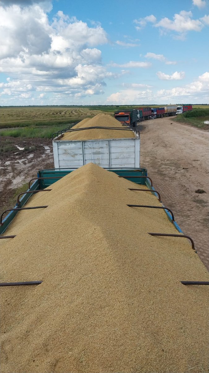 AnyLiba's tweet photo. Cosecha de arroz 🌾 en La Leonesa, Chaco Argentina https://t.co/oiJE5YC87m
