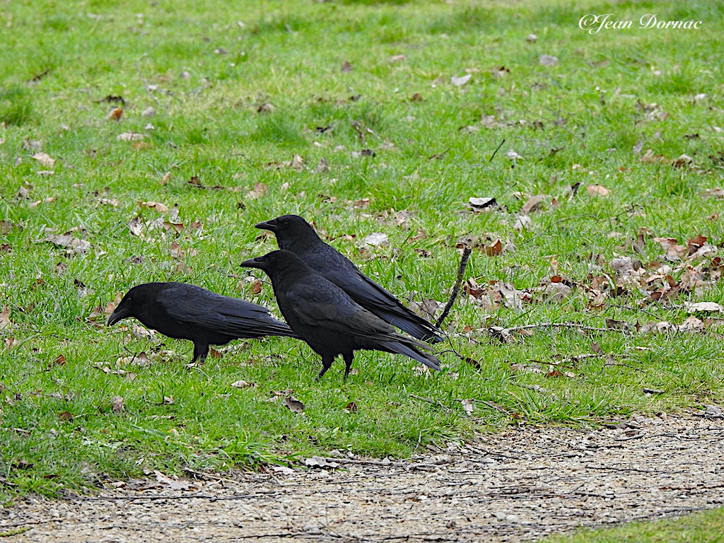 JeanDornac's tweet image. Ces trois corbeaux n’ont que faire qu’on soit en hiver ou au printemps. Leurs nids dans les grands arbres proches, sont prêts pour accueillir les petits… #hiver #printemps #nids #arbres #proches #prêts #accueillir #petits #parc #médiathèque #Lannion #CôteArmor #Bretagne #France