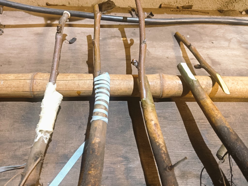 De laatste entjes van dit seizoen; 
Pyrus Saint Remy.
Wijze van enten: terzijde zetten onder een lip.
Deze stoofpeer is goed te bewaren en is rood kokend. 
#boomkwekerij
#baumschule
#jammie