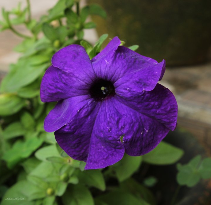 Purple colour flower 🌺
#flowerbeauty 
                  @@@@@@@@