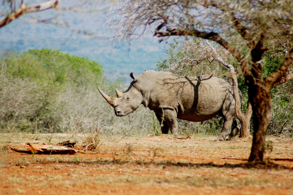 So pleased to share news about the appointment of our new CEO - we're looking forward to welcoming Dr Jo Shaw to our team!

Read the full statement here: buff.ly/3ZOeJAz 

#SaveTheRhino #CharityNews