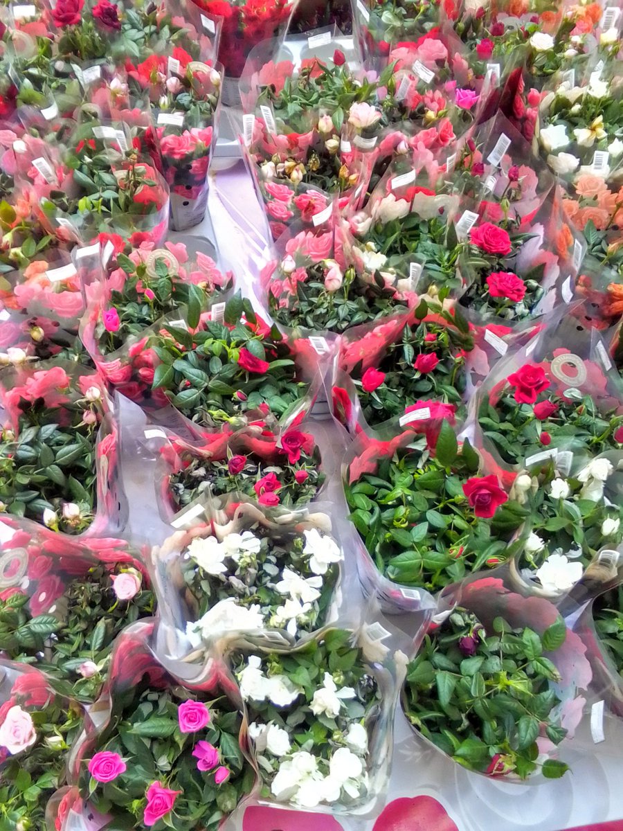 Good morning! 🌷☀️🥰
Are you ready for tomorrow?
#Flowers #spring #photo