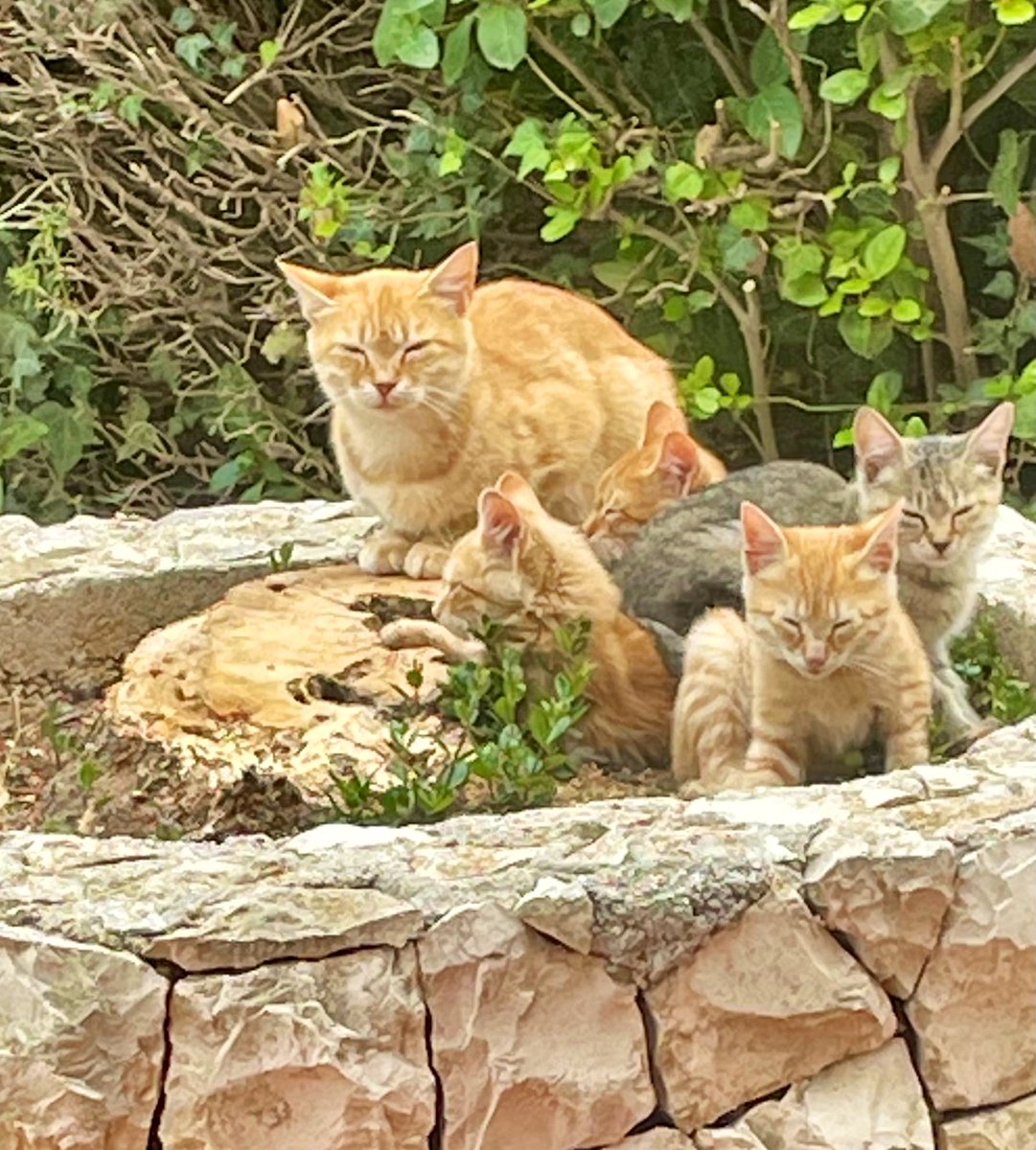Four of my kittens and their Mama. There are loads of fellow gingers like me, girls and boys. I’ve heard that ginger girls are not common but we have a few on the island 🐈 I think gingers rule 😸 #CatsAreFamily #catsontwittter #GingersRule
