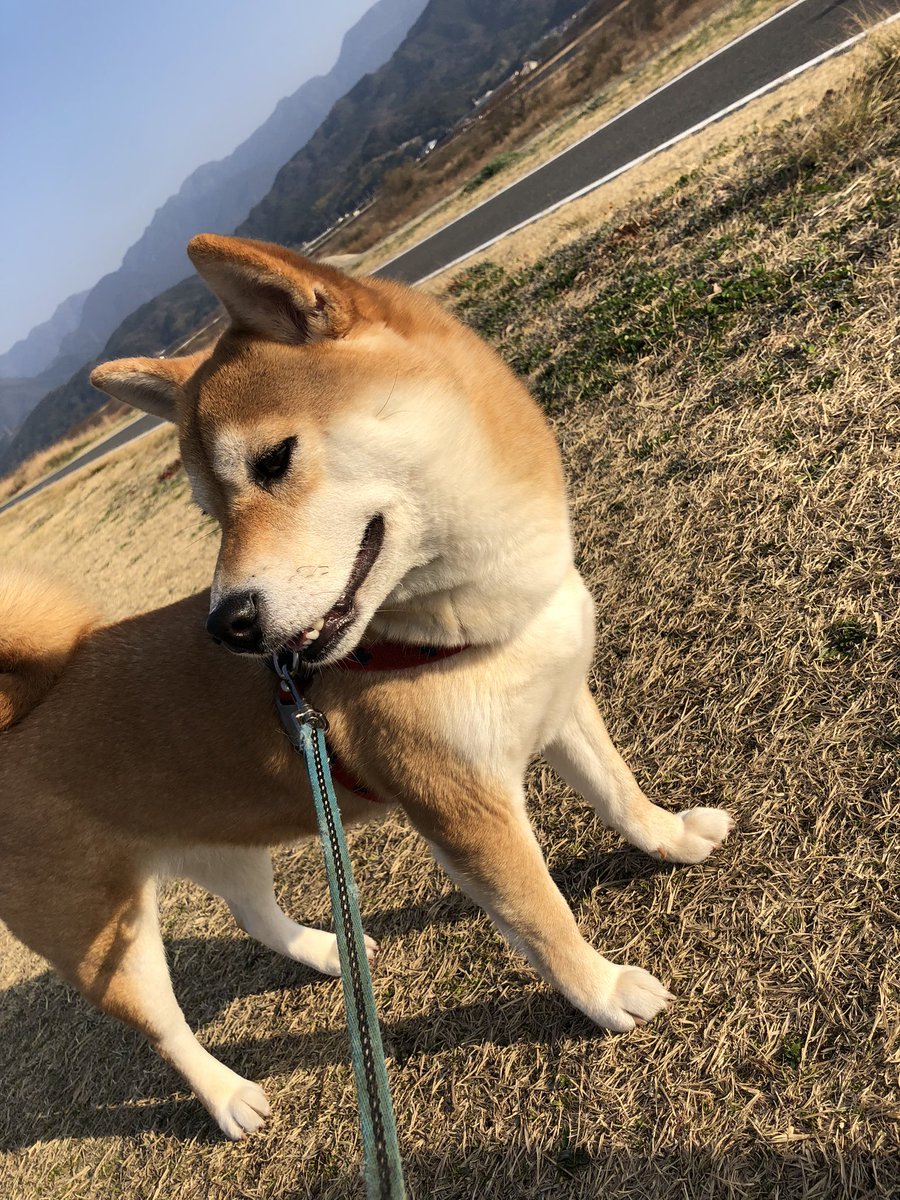 natsuo0617's tweet photo. 気持ちいい夕散歩😊 https://t.co/2FCKlPez5c