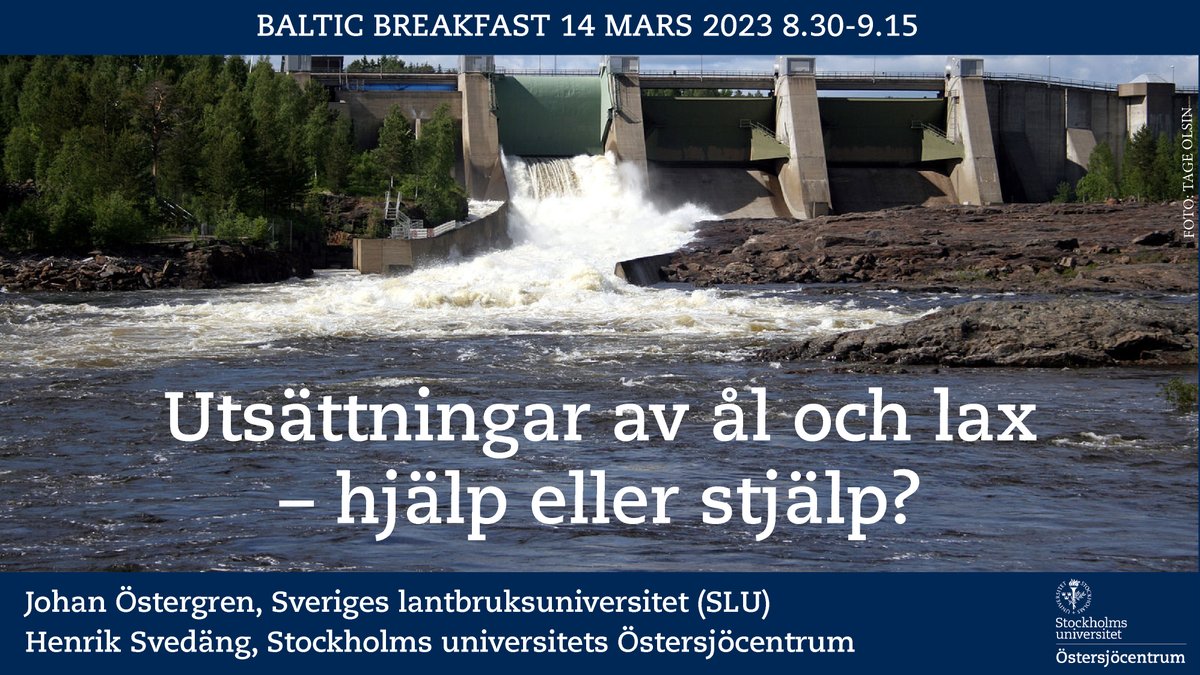 När miljötillstånden för vattenkraften omprövas kan villkoren förändras, t ex kompensationsutsättningar av ål och lax. Hör Johan Östergren <a href="/SLU_aqua/">SLU Aqua</a> @_SLU &amp; <a href="/HSvedang/">Henrik Svedäng</a> <a href="/Stockholms_univ/">Stockholms universitet</a> <a href="/havsmiljo/">Havsmiljöinstitutet</a> om huruvida utsättningarna hjälper eller stjälper: bit.ly/3IPymBg