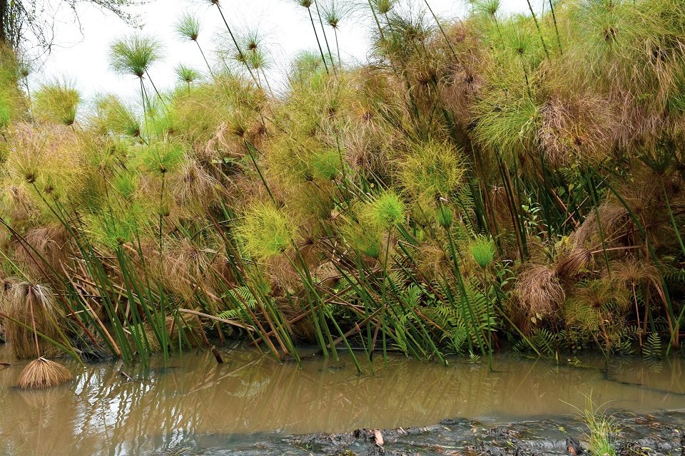 WetlandsIntEA's tweet photo. DYK that Uganda has 6878 sq km of peatlands, mainly found in Lake Victoria sub-basin? Together with reps from govt, communities and CSOs, we are developing a peatland initiative to conserve &amp; manage these rich ecosytems https://t.co/1RFRUmHlhR