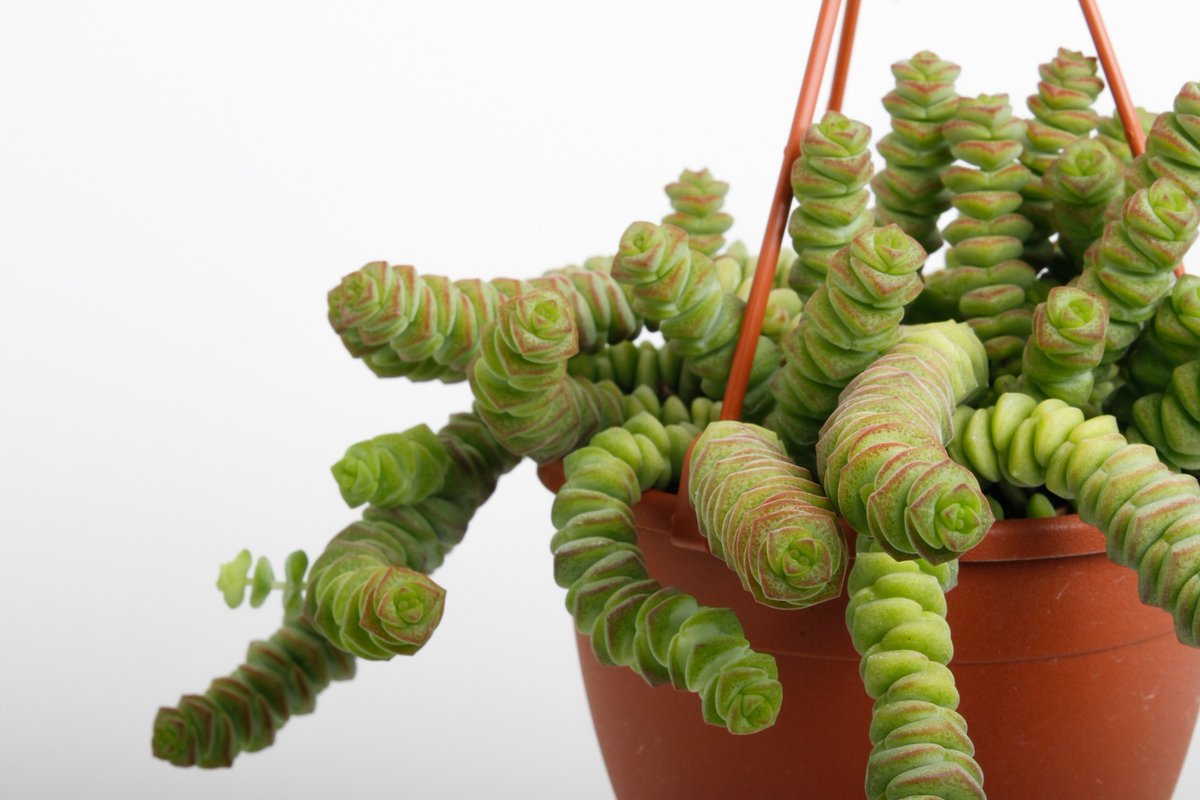 LockSucculents's tweet photo. Wat zijn al onze soorten toch uniek! 💗 Kijk bijvoorbeeld deze Crassula Hottentot eens van dichtbij. Deze vetplant groeit als een soort torentjes op elkaar. Mooi om te zien dat ieder blaadje bijna precies op het blaadje eronder past. 🌿 #crassula #crassulahottentot #vetplant https://t.co/rO8cRh3v3j