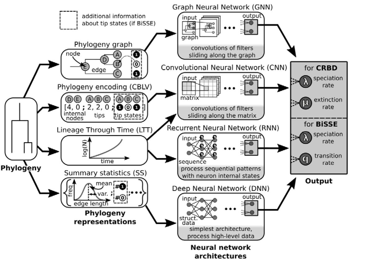 Our new preprint "A Comparison of #DeepLearning Architectures for Inferring Parameters of Diversification Models from Extant Phylogenies" led by <a href="/ismael_lajaaiti/">Ismaël Lajaaiti</a> w/ Sophia Lambert @JakubVoznica and <a href="/HMorlon/">Helene Morlon</a> now available on <a href="/biorxivpreprint/">bioRxiv</a> biorxiv.org/content/10.110…