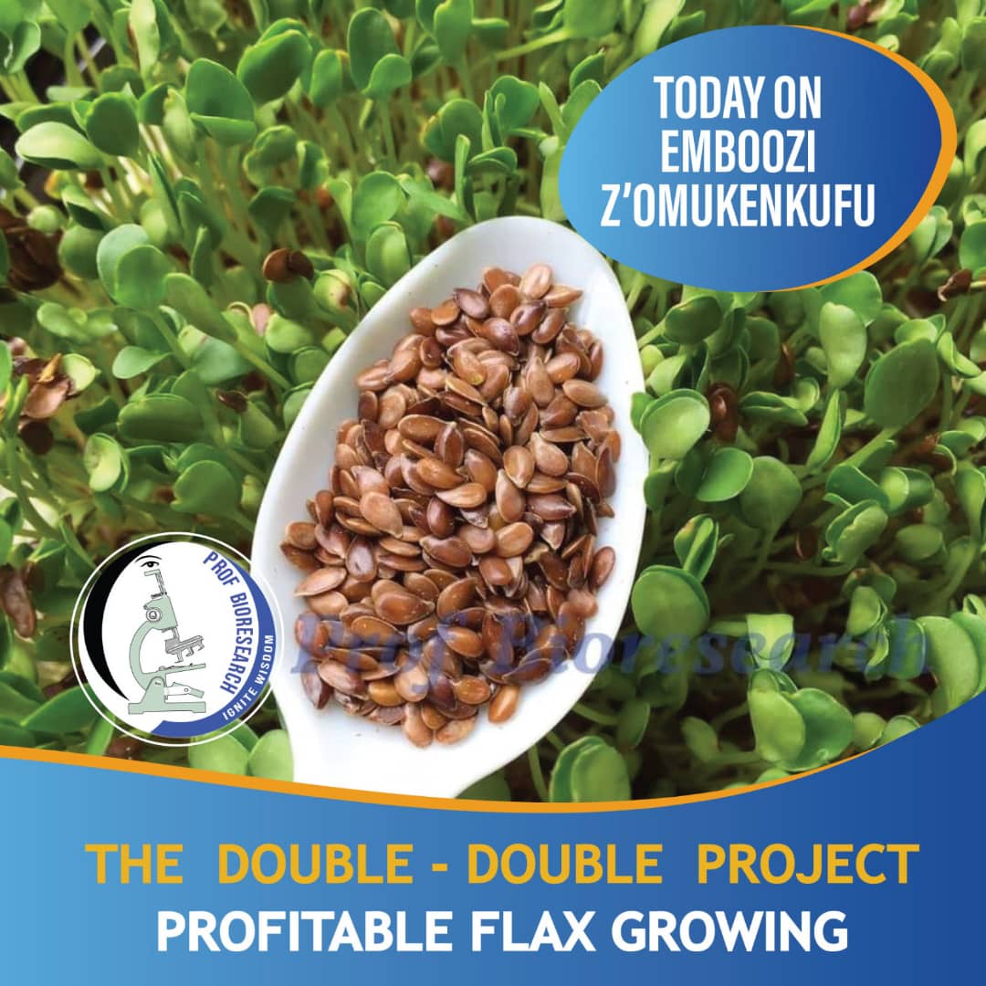 The story of commercialising Flax Growing in Uganda. The double - double Project 10:30 today on akaboozi 87.9 FM by <a href="/profbioresearch/">Prof Bioresearch</a>