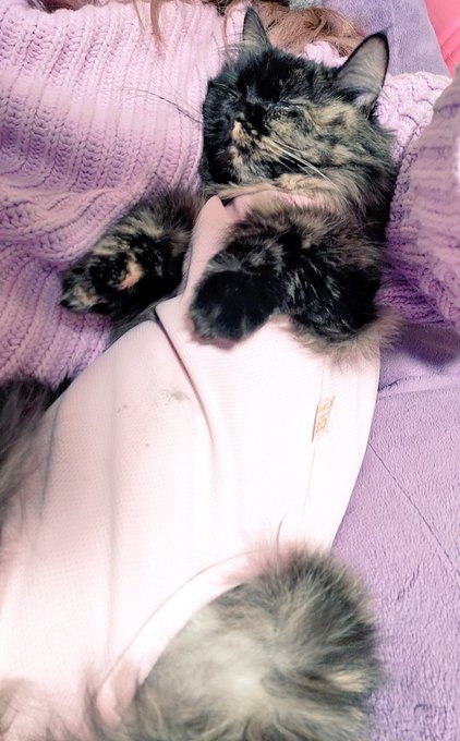 すっかり元気になりました暴れた後です 