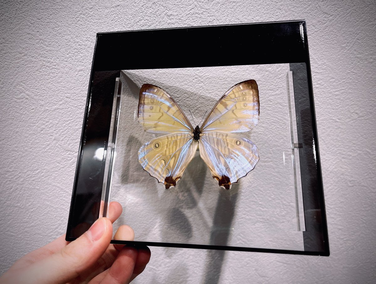薄白い翅が特徴的なスルコウスキー・モルフォの標本を入手…… 代表的な