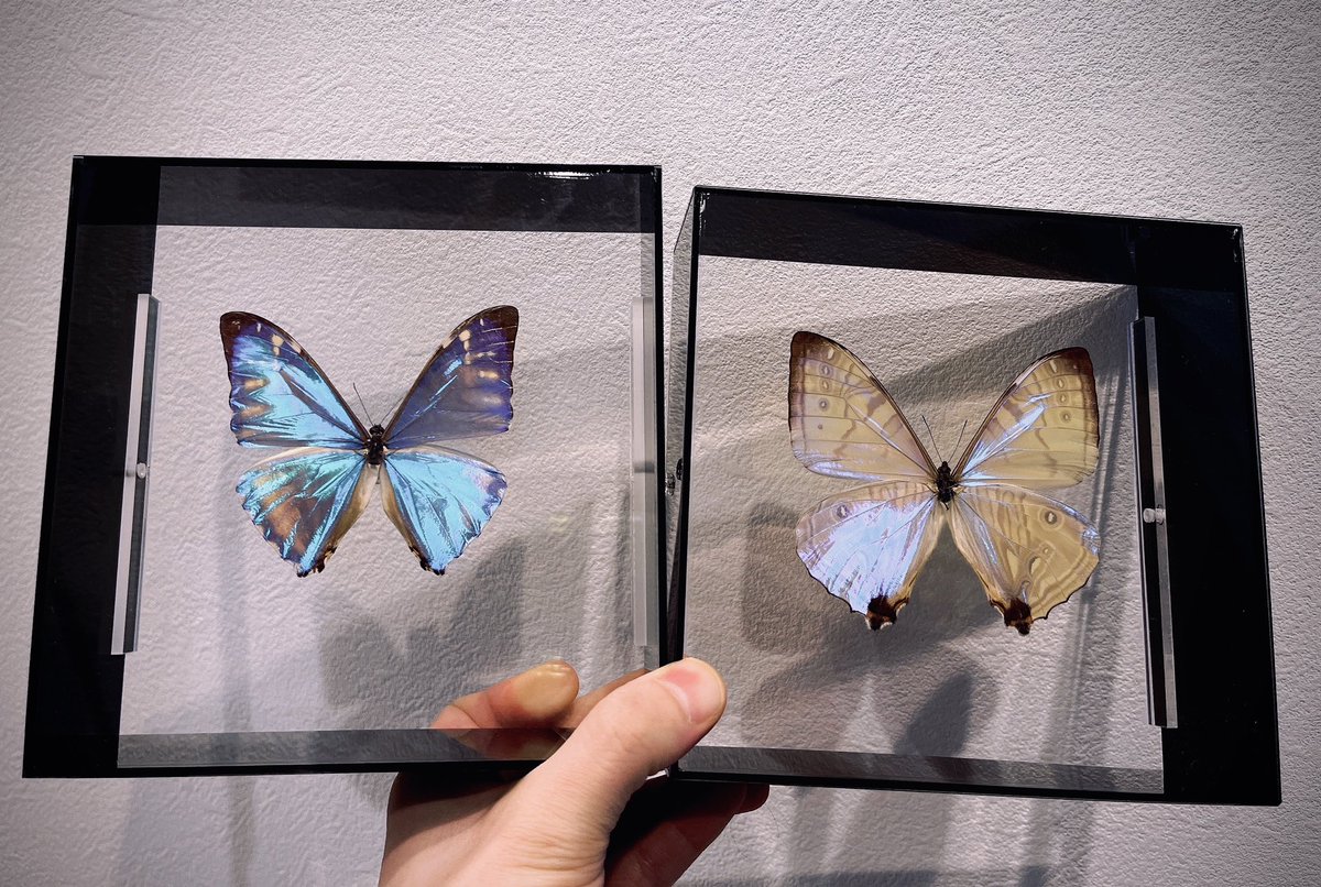 モルフォ蝶　スルコウスキー標本　化粧箱入り 薄白い翅が特徴的なスルコウスキー・モルフォの標本を入手…… 代表的な