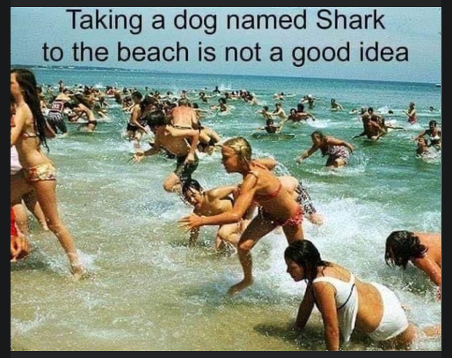 royedster's tweet photo. "SHARK" ... in my heart 'here boy' https://t.co/OmuT7z1ZcR