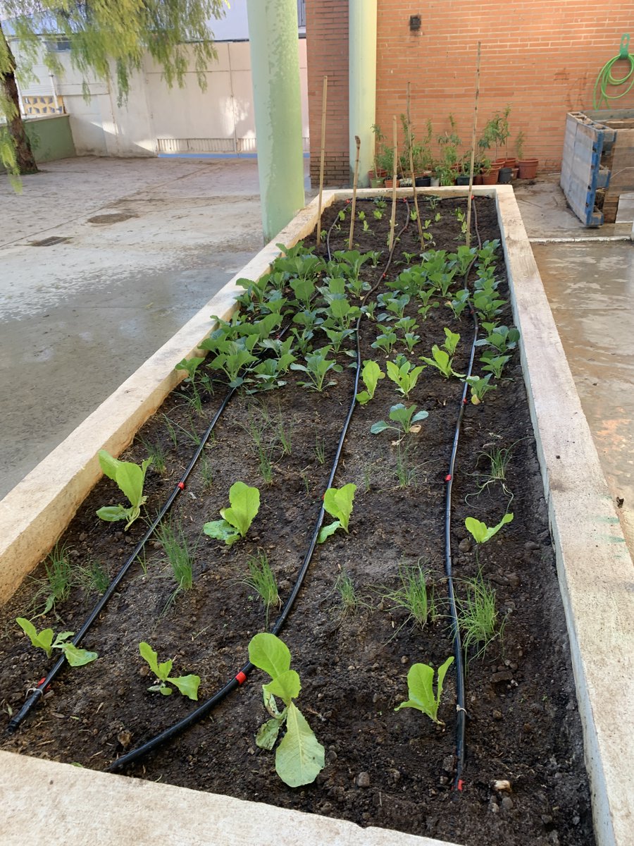 ies_mfr's tweet photo. Nuestro huerto tiene vida 🌱🌾❤️
@ProEdAldea @programaaldea #ecohuerto #ProInnovaAldea https://t.co/g4UjTm4IDU
