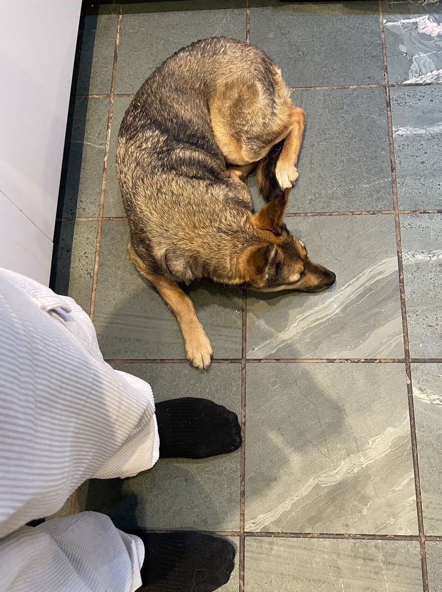 Sociable Dog tweet media