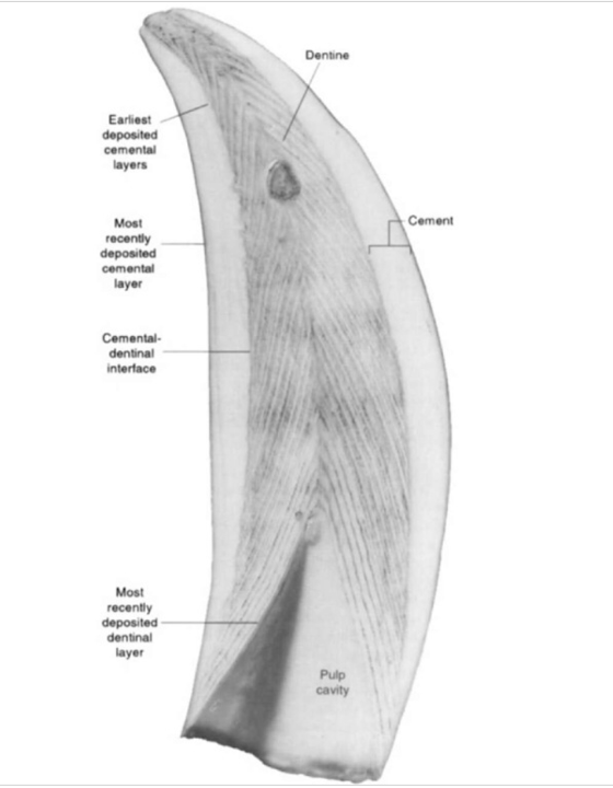 Interested in what the teeth from whales can tell us about modern and paleo populations? This PhD project at UU looks to bring together several novel techniques with an emphasis on comparing modern and historical samples. Come work with us! uu.nl/en/organisatio…