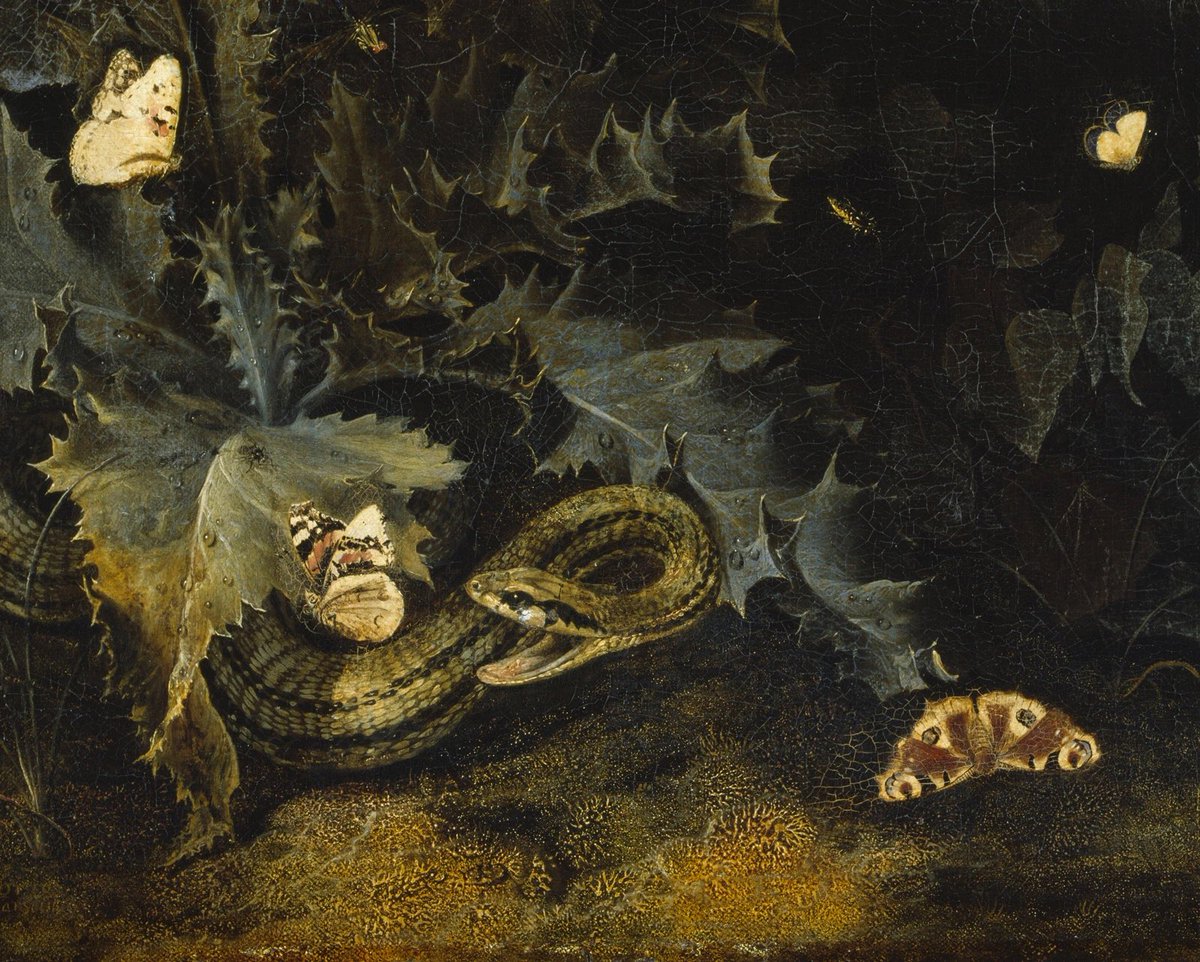 In Gamilaraay mythology, the Moon is called Bahloo and he has 3 beloved dogs that actually are snakes: 
the death adder, the black snake, and the tiger snake 🐍

#GhoulMoon #Superstitiology 
🌙Otto Marseus van Schrieck