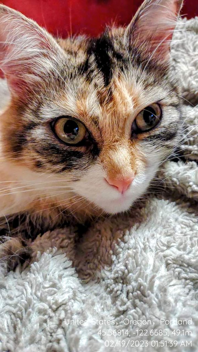 #CatsOfTwitter #cats #Cat #meow