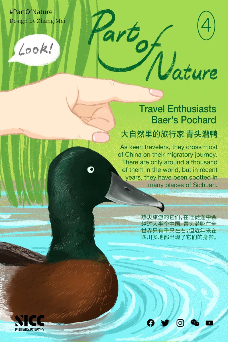 SichuanDaily's tweet photo. As keen travelers, baer's pochards cross most of China on their migratory journey. There are only around a thousand of them in the world, but in recent years, they have been spotted in many places of #Sichuan.
#ICUN #PartOfNature #WWD2023 https://t.co/HCdPzWo4Mv