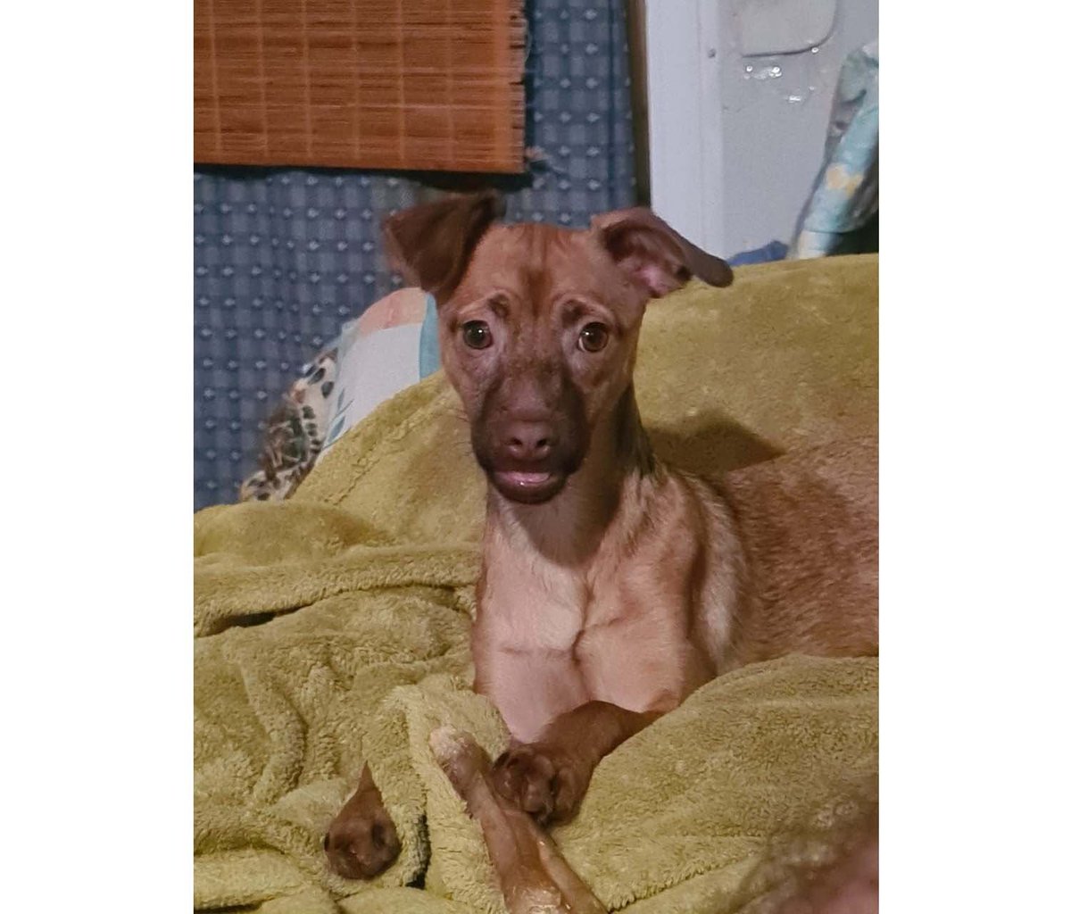 SE BUSCA A Laika PPERRA perdida MESTIZA el día 02-03-2023 en la localidad de alicante (Alicante) -> buscomiperroperdido.com/perro-perdido/…