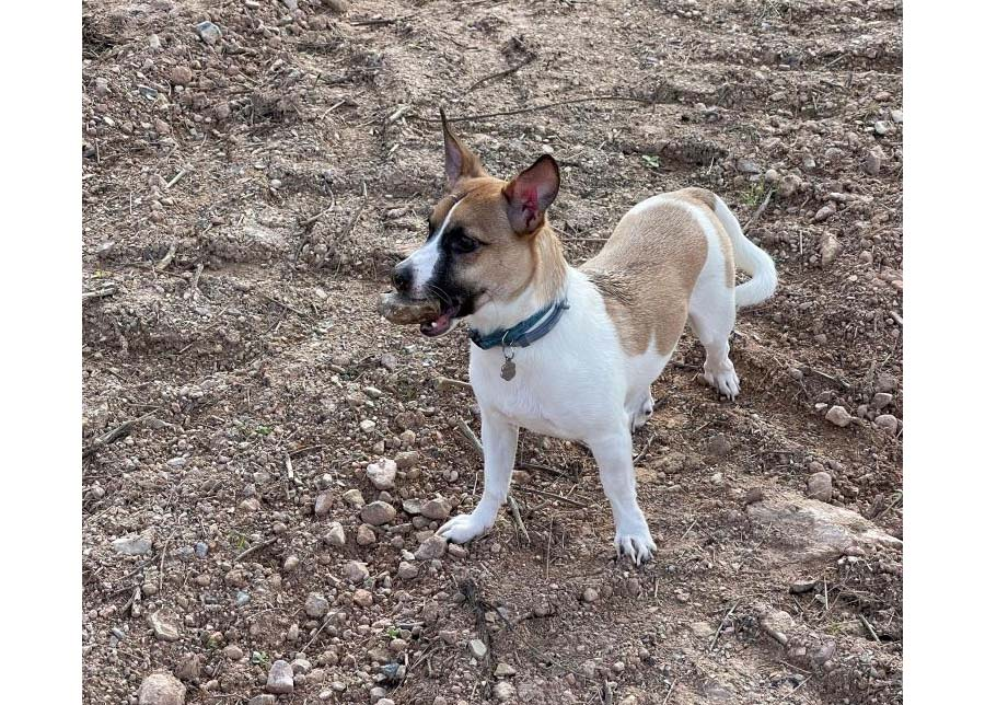 SE BUSCA A Coco PERRO perdido MESTIZO el día 01-03-2023 en la localidad de La Alberca (Murcia) -> buscomiperroperdido.com/perro-perdido/…
