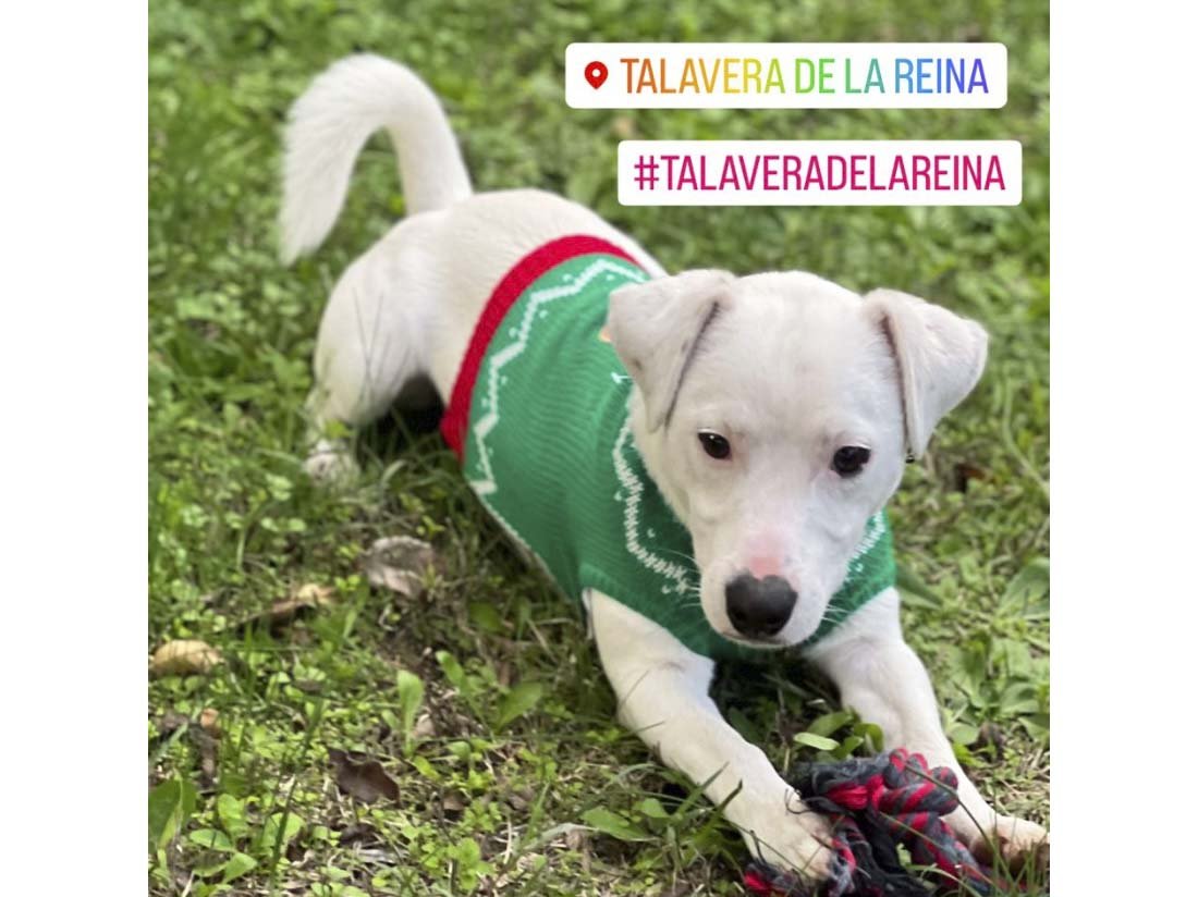 SE BUSCA A London PERRO perdido TERRIER JACK RUSSELL el día 06-03-2023 en la localidad de Cazalegas-Talavera de la Reina (Toledo)-> buscomiperroperdido.com/perro-perdido/…