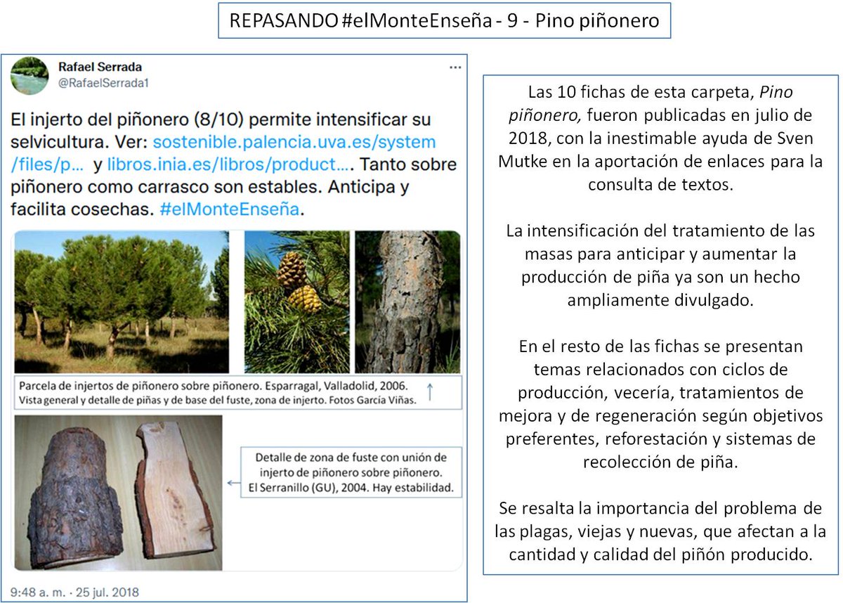 RafaelSerrada1's tweet photo. Otra serie en #elMonteEnseña para montes donde la función preferente no es la madera: https://t.co/6Gms2wQFwt. El piñonero es especie muy útil para repoblaciones en España: https://t.co/K3UGWXHcxt. Hay que manejar sus masas conociendo su autoecología: https://t.co/ZfzQhH7v70. https://t.co/TujjwNiTpn