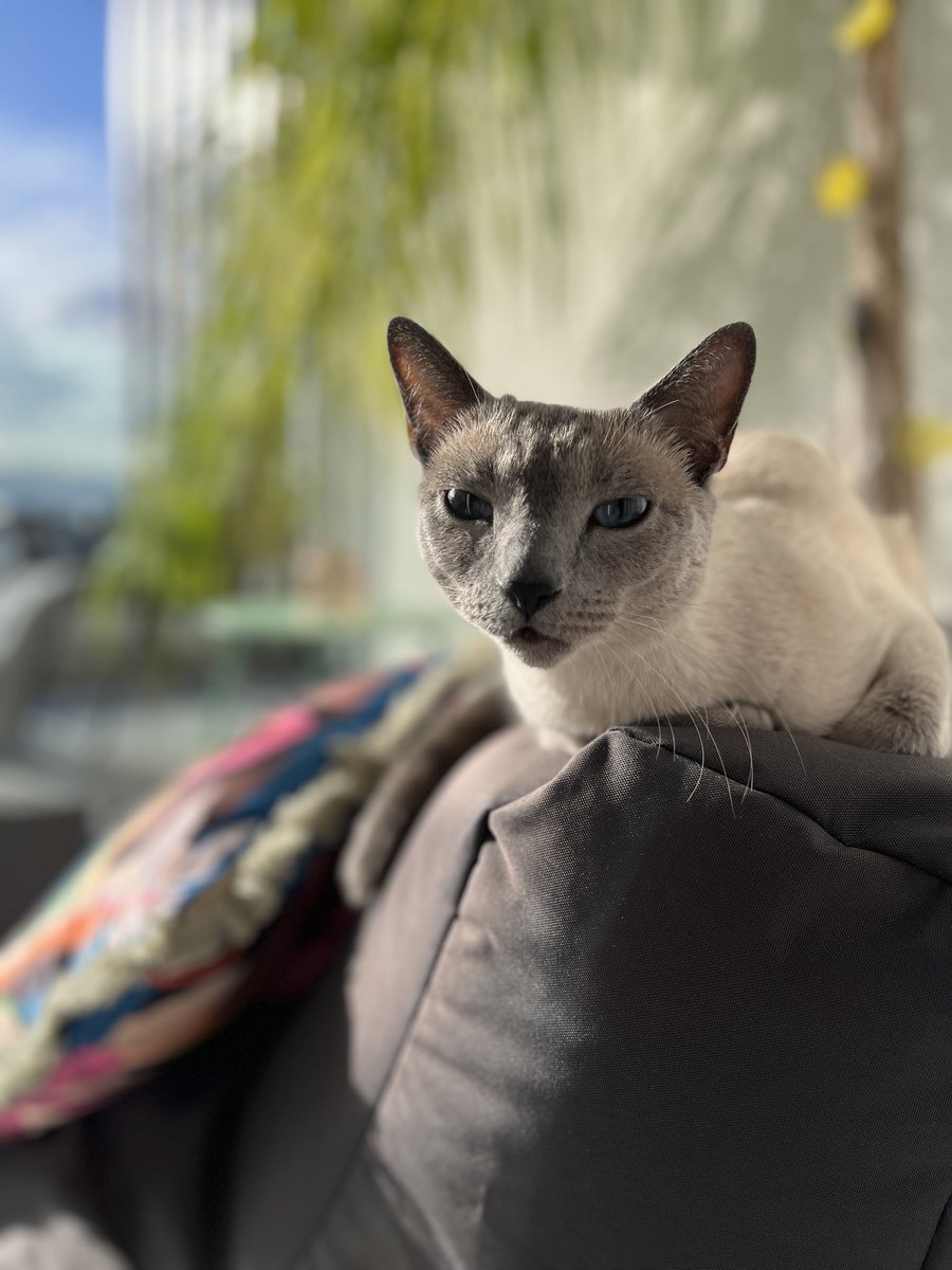 FPL_Gambit's tweet photo. @FPL_Fly My cat's reaction when I showed him your tweet 😂 https://t.co/IwmOELcYhU
