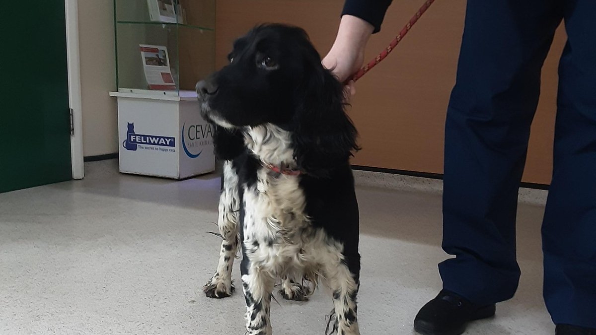 Please retweet to help FIND THE OWNERS OF THESE 4 STRAY DOGS FOUND #ENGLAND South 
Found 
1 #EGGINGTON 
2 #LEIGHTONBUZZARD 
3 #CHESHAM 
4 #EGGINGTON 
They could be missing from other regions. 
Please give a retweet to help them get home.

DETAILS👇
lostdogsuk.co.uk/lost-dogs/
#dogs