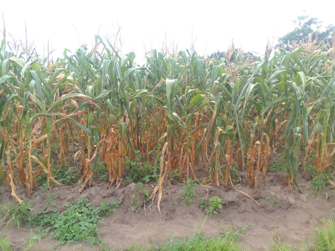 KondwaniSM's tweet photo. Why talk abt Climate Justice? It is bcoz communities like mine in Malawi will be food insecure this season like the previous ones on the account of climate change. Meanwhile, we all know who caused the changes & we also know that life goes on well for them. #ClimateJustice https://t.co/rD5u0K7iHT