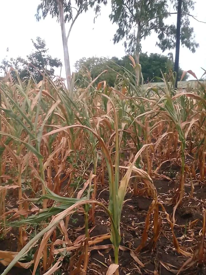 KondwaniSM's tweet photo. Why talk abt Climate Justice? It is bcoz communities like mine in Malawi will be food insecure this season like the previous ones on the account of climate change. Meanwhile, we all know who caused the changes & we also know that life goes on well for them. #ClimateJustice https://t.co/rD5u0K7iHT