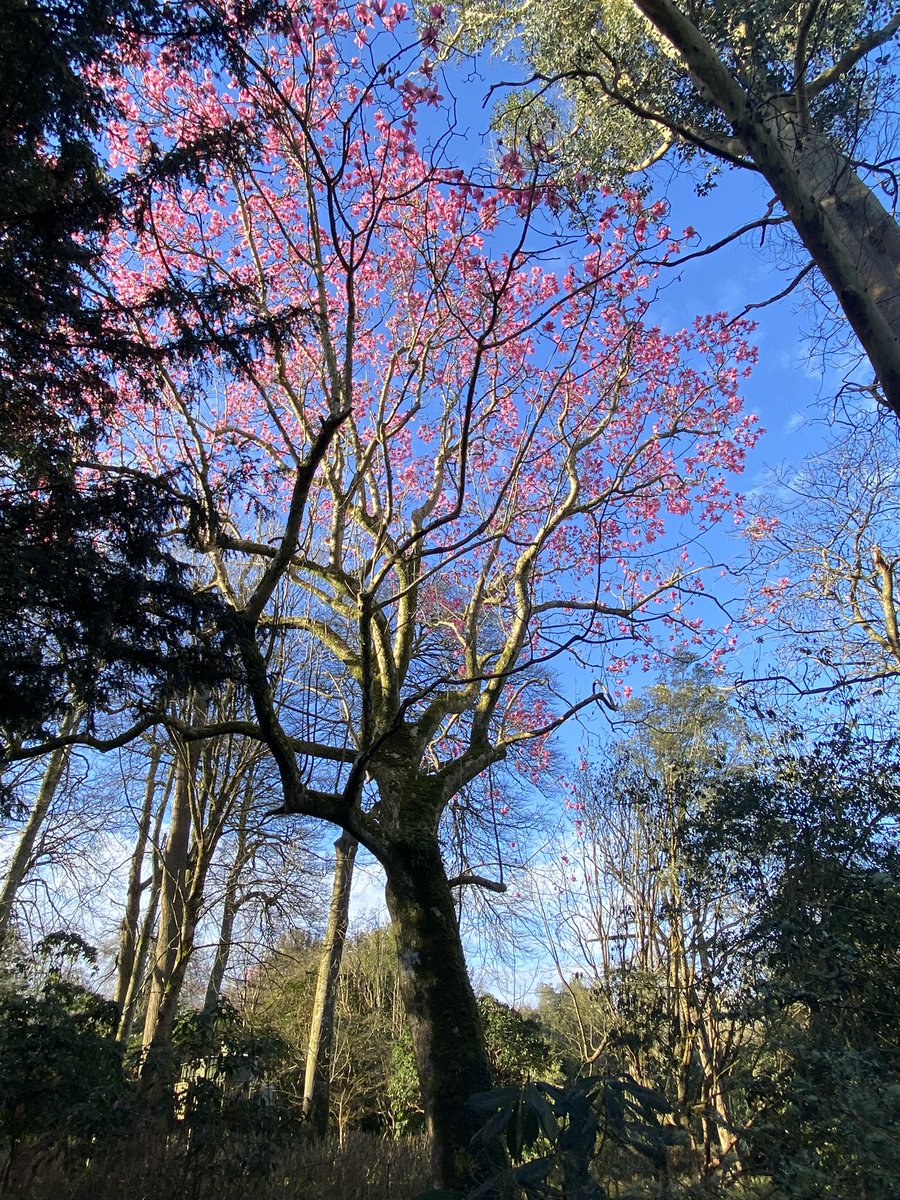 Trewithengarden's tweet photo. Morning with me on #mycommute is just a Magnolia campbellii……. Your welcome 😎
@RCM_Group @The_RHS @PlantNetwork @CwllGardenSoc @Gr8Gardens 
#magnolia #springstory #magnoliamonth #springgardendays #pink #flowers #tree #bluesky #morning https://t.co/vzuqFq0Yjy