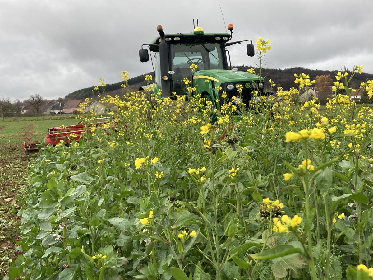 BONNIN1402's tweet photo. @BrasseursFrance @Salondelagri @jmzulesi @Fabien_Roussel @AndreChassaigne @l_amf @MatthiasFekl @magfilhue @guillaumekasba @Arvalisofficiel @PelceAmdbs9 @AntoineDeZutter @PaulineVernetti @OlivierCOSTE2 @ColinPetitlodi1 @TerrenetFR @Cultivarlemag @FranceAgricole @AGPB_Cerealiers Une approche #HautCarbone dans les champs avec une interculture pailles restituées et couverte🐝🦋🌻. Cette #AssociationdeBienfaiteur capte le CO2 et restitue le Carbone au sol. L'automne 2022 a été favorable.
Le choix d'un engrais #BasGES
#SemonsduSens #Ceuxquifontlesessais
2/2 https://t.co/KJGoq7krlU