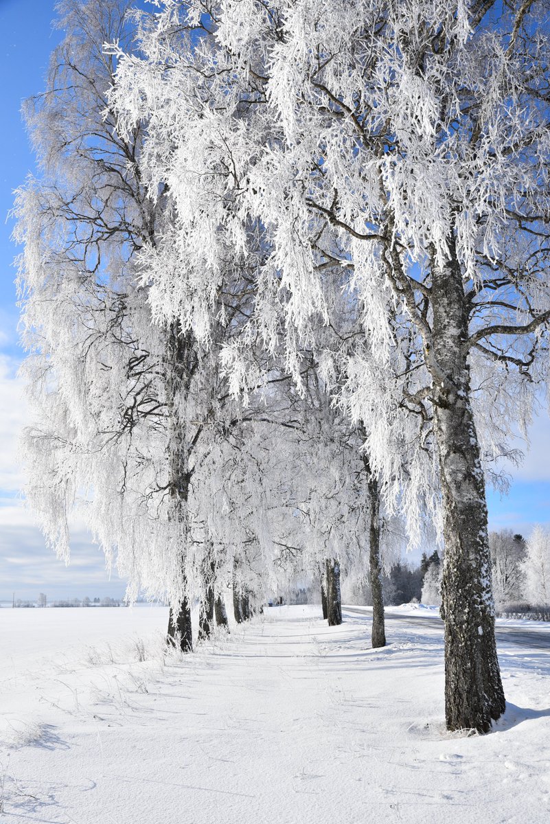 kairokiitsak's tweet photo. Frosty morning in Määri, near Simuna 7.03.2023. #Estonia https://t.co/jCD9Y0Fvig