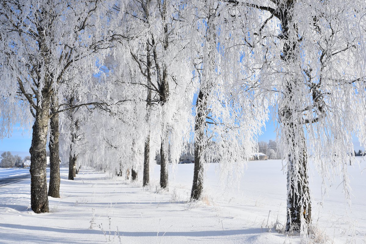 kairokiitsak's tweet photo. Frosty morning in Määri, near Simuna 7.03.2023. #Estonia https://t.co/jCD9Y0Fvig