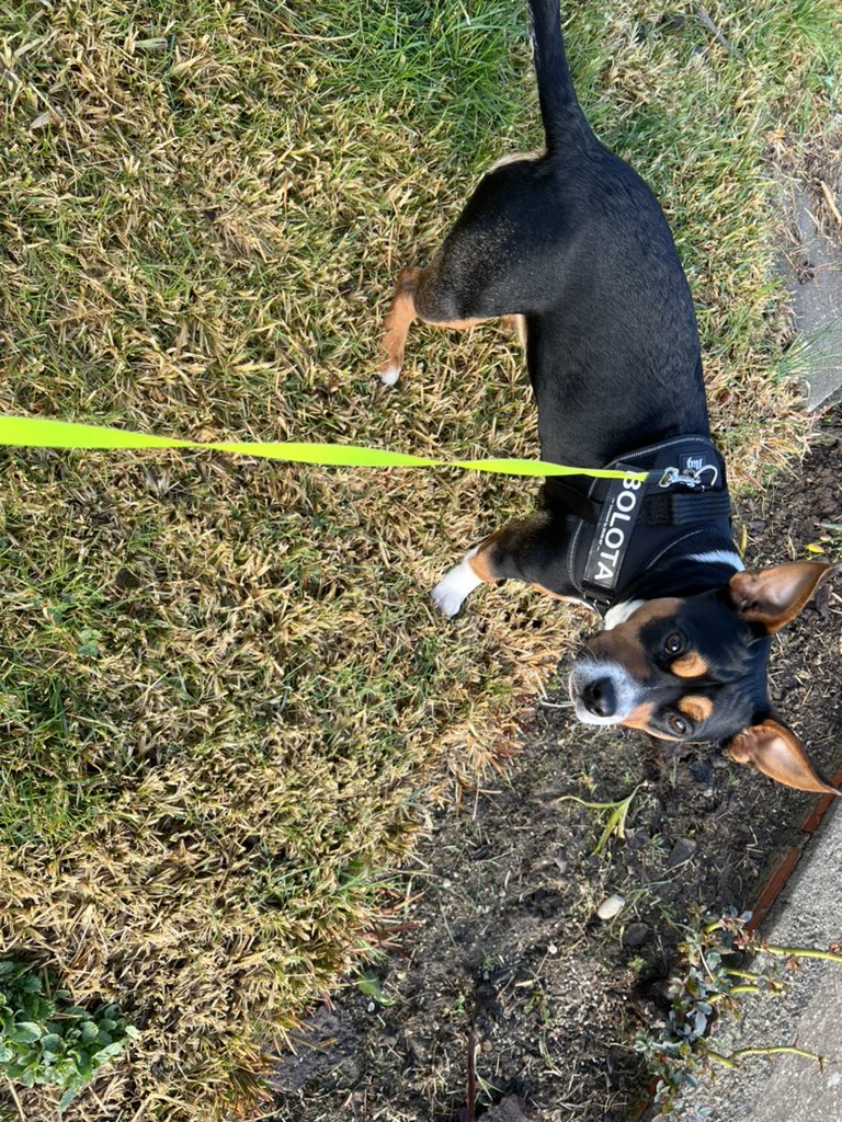 Morning everyone 💚🇵🇹❤️🐶