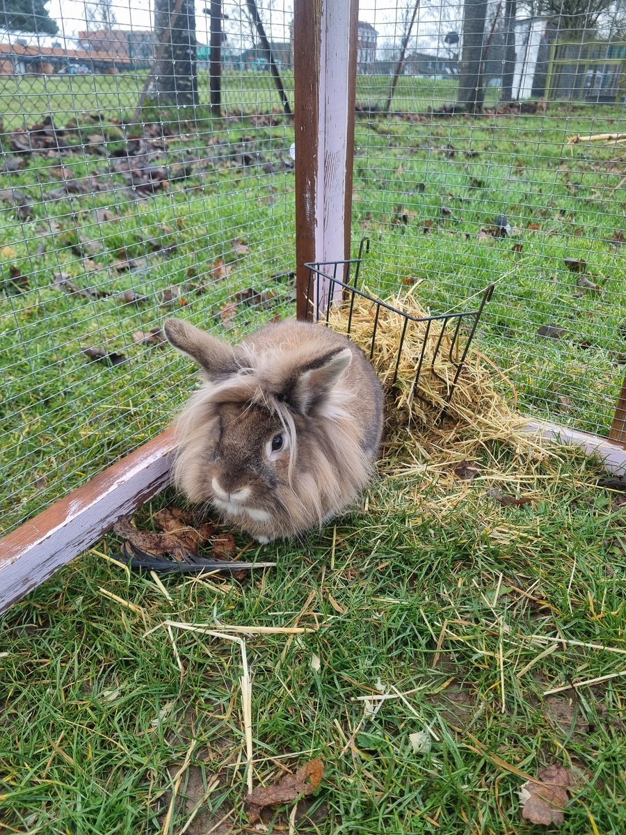 YH_SmallHolding's tweet photo. Meet Ronald, the Lionhead rabbit! The newest addition to the smallholding. He loves to be stroked and has already made a big impact on the smallholders 🐇 #lionheadrabbit #smallholding @YorkHouseSch https://t.co/09NOldvhDr