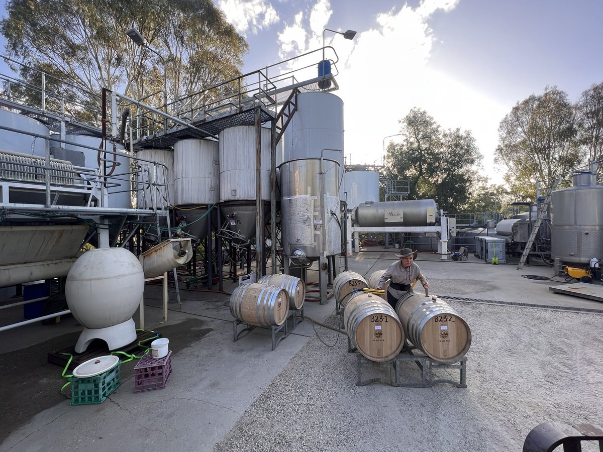 RockItLikeARedH's tweet photo. There's nothing like some beautiful fruit to add a spring to your step!
Today we hand harvested our Sunday Creek vineyard Chardonnay, &amp; despite the challenging season, the fruit looks great!
I've just filled 6 brand new French oak barriques &amp; our terracotta amphora to celebrate!! https://t.co/ySLz0hQodW
