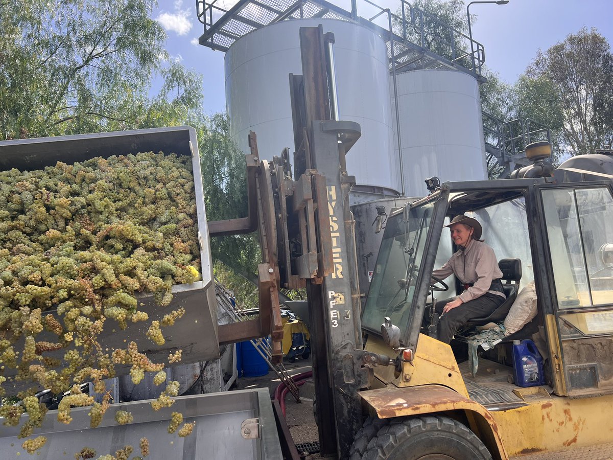 There's nothing like some beautiful fruit to add a spring to your step!
Today we hand harvested our Sunday Creek vineyard Chardonnay, &amp; despite the challenging season, the fruit looks great!
I've just filled 6 brand new French oak barriques &amp; our terracotta amphora to celebrate!!