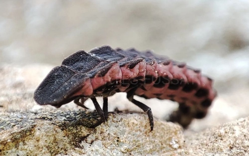 fercfossati's tweet photo. ¿Has visto alguna vez la larva de una #luciérnaga? Porque estos #aninales parecen criaturas recién salidas de la prehistoria, por su acorazado exoesqueleto. Sin embargo, cuando en España veas esto, estás ante una luciérnaga mediterránea (género Nyctophila). Este #insecto👇 https://t.co/kdW2qN2JHP