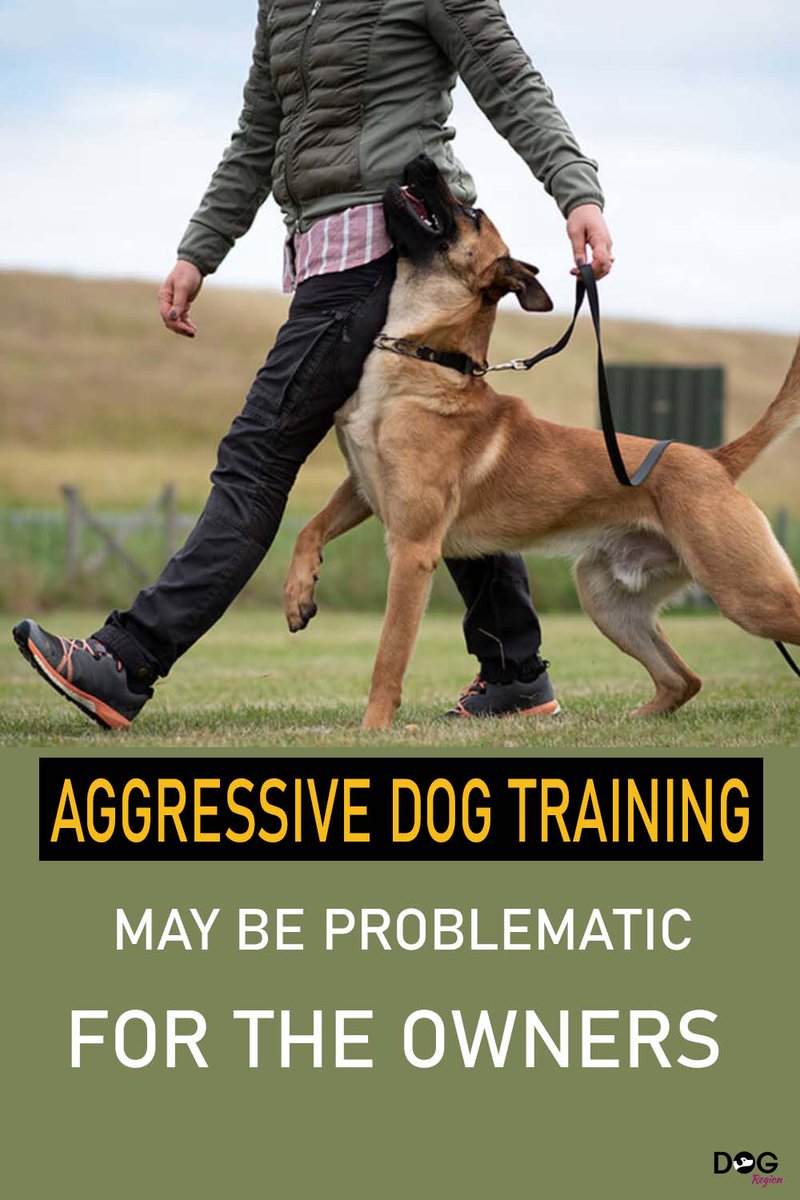 DogRegion's tweet image. Aggressive dog training may be problematic for the owners ..Show more 👉👉dogregion.com/aggressive-dog…

#AggressiveDogTraining #DogBehaviorModification #DogAggression #PositiveReinforcementTraining #DogTrainingTips