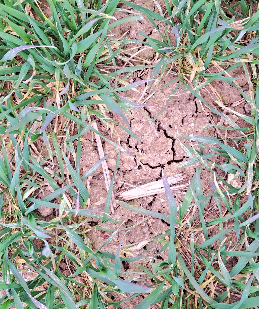 Quand on vous parle de sécheresse, voir des fentes de retrait début mars est tout sauf commun.

La pluie annoncée sera donc... plus que bienvenue !
