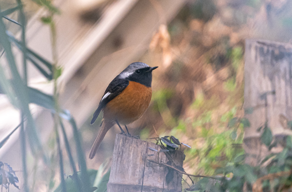 img_garage's tweet image. せっかくジョビオくん見つけたのに、金網が邪魔だった・・・。

#写真好きな人と繋がりたい #xt30  #fujifilm #ジョウビタキ