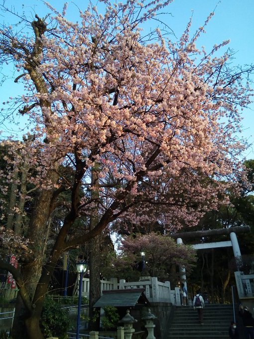 不忍池の近くにある五條天神社に参拝して桜と雛人形を見て来ました。毎年恒例なので今年も来れて良かったです。#三ツ星カラーズ