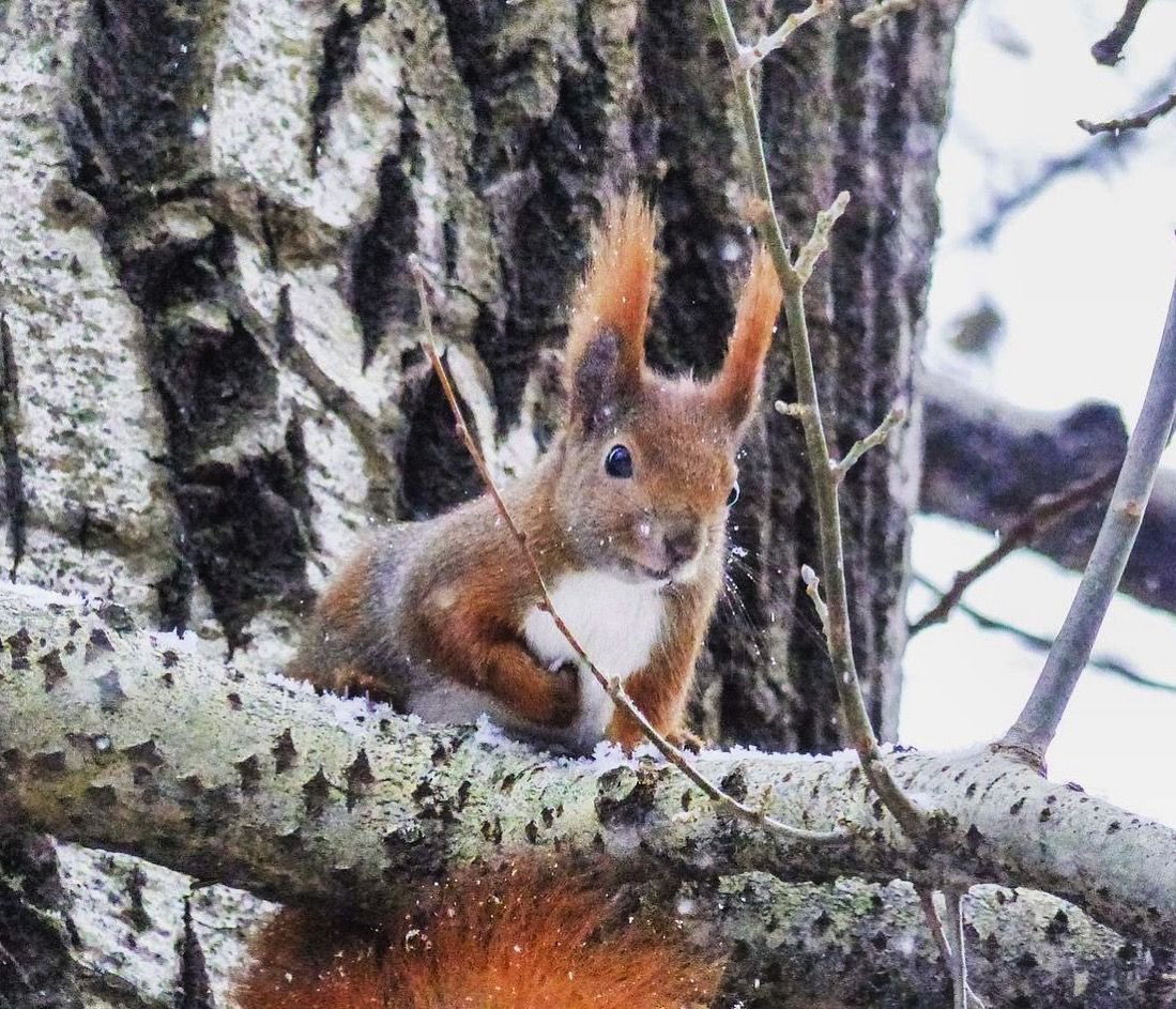 PeaPodExplorer's tweet image. Check out this cheeky red squirrel that we spotted on a snowey day at Warsaw Zoo !